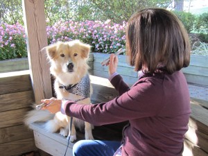 Color Therapy at Animals in Harmony