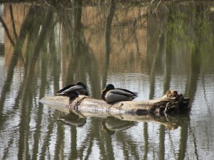 Mallard Ducks on a Log