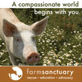 Farm Sanctuary links at Animals in Harmony