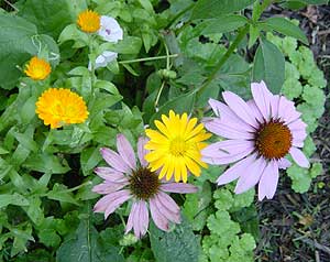 Flower essences Animals in Harmony