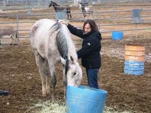 healing touch for animals at Animals at Harmony