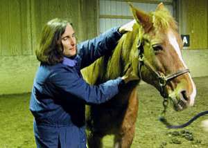 CranioSacral at Animals in Harmony